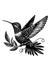 hummingbird vector