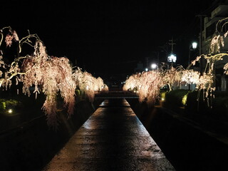 山形県天童市　倉津川の夜桜