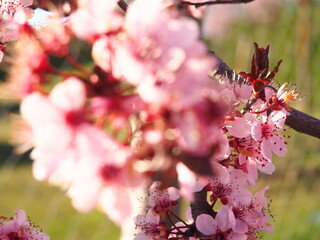Flowering trees in spring, white and pink flowers against the blue sky.