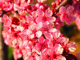 Flowering trees in spring, white and pink flowers against the blue sky.