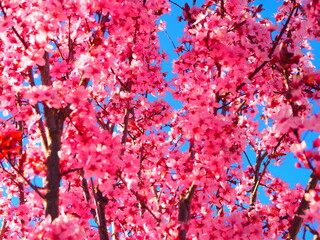 Flowering trees in spring, white and pink flowers against the blue sky.