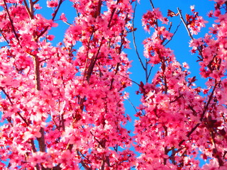 Flowering trees in spring, white and pink flowers against the blue sky.
