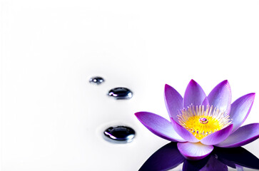 Pink light purple lotus floating sparkle white backdrop. Idyllic artistic image, amazing wallpaper. Beauty of nature concept backgrounds. Copy ad text space. Generative Ai illustration