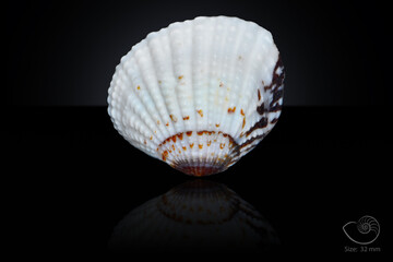 365 different seashell. macro image, for art, for sience.