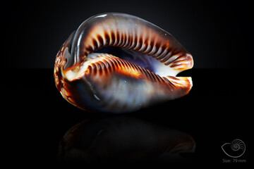 365 different seashell. macro image, for art, for sience.
