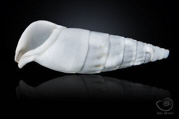 365 different seashell. macro image, for art, for sience.