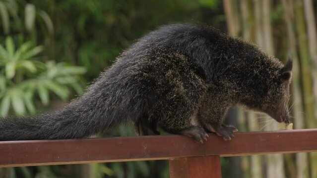 Binturong or bearcat eating. Close-up