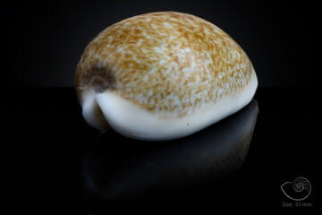 365 different seashell. macro image, for art, for sience.