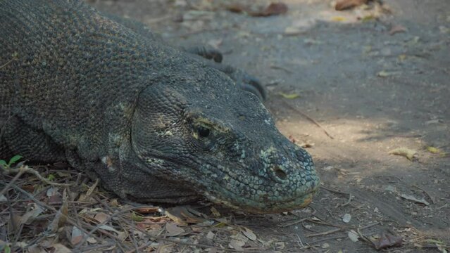 Komodo dragon using forked tongue to sniff air while moving eyes with nictitating membrane. Close-up