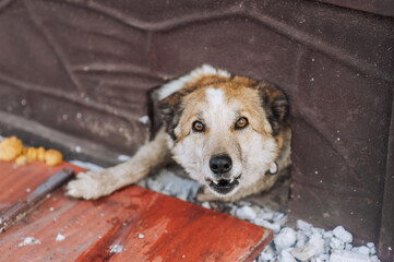 An old angry aggressive mongrel dog with a collar barks with a grin, aggressively attacks from a hole in the wall, fence guarding the house. Animal photography, pet portrait.