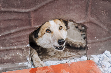 An old angry aggressive mongrel dog with a collar barks with a grin, aggressively attacks, looking out of a hole in the wall, fence, guarding the house. Animal photography, close-up portrait of a pet.