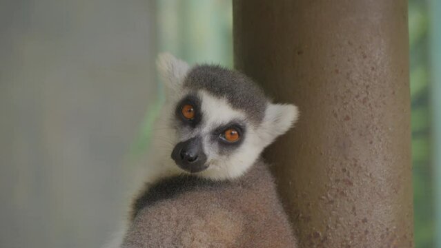 Isolated ring-tailed lemur sleeping. Close-up