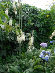 The ornamental perennial herbaceous plant Cimicifuga blooms on long peduncles with small white buds. There is also a hydrangea with blue petals in the frame.
