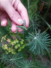 The ornamental plant miolochai (Euphorbia cyparissias) in autumn. In the frame, a woman's hand tears off the stem and a white milky juice is visible on the slice.