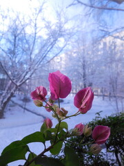 Decorative beautifully flowering Bougainvillea plant with bright pink inflorescences, on the windowsill in the apartment in winter. Outside the window there is frost, snow, and a city landscape.