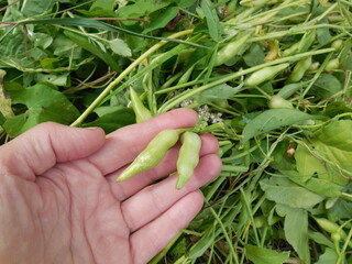 Mustard field or seed (Sinapis), mown siderate, pods with seeds close-up in hand.