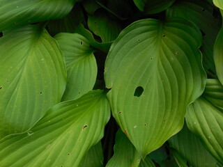 A large green relief leaf of a garden ornamental host plant. In the center is a hole made by a...