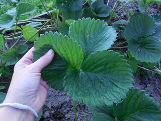 A leaf of strawberry, strawberry (Fragaria) in the garden. A woman's hand is in the frame.
