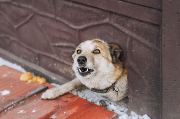 An old angry aggressive mongrel dog with a collar barks with a grin, aggressively attacks, looking out of a hole in the wall, fence, guarding the house. Animal photography, pet portrait.