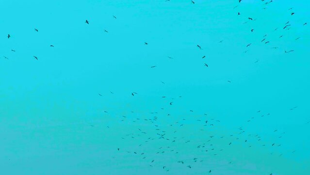 Flock of vulture or eagle birds flying in circular motion in sky at morning. Establishing shot