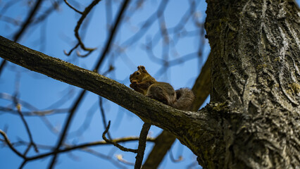 A cute squirrel is sitting on a branch