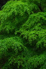 雨に濡れた新緑のモミジ 紅葉