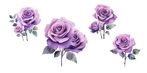 Obraz premium Set of beautiful purple roses watercolor isolated on white background. Vector illustration