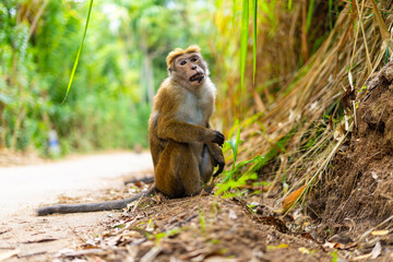 Monkey Searching for Food