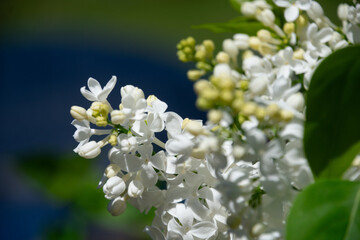 Closeup shot of beautiful white lilac in April