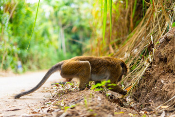 Monkey Searching for Food