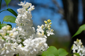 Beautiful white lilac basking in the sunlight