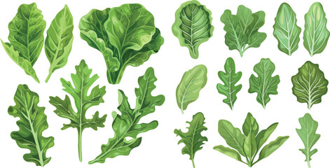 Green salad leaves. Vector vegetarian healthy food leaf set - 797730035