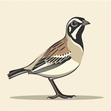 recommend clip art: quail bird cartoon flat illustration minimal line art