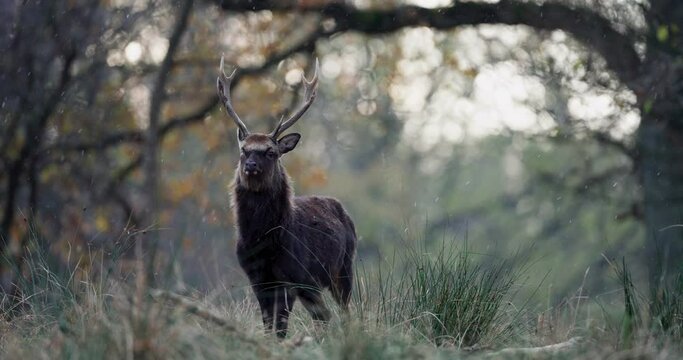 Old one-eyed sika deer standing on a grassy field in the woods while snowing in the daytime