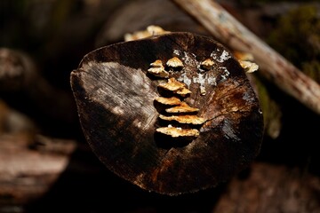 Fungus growing on a rotting log.