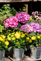 flower shop