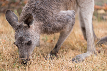 Grazing kangaroo, in a field in the Grampians National Park, Australia. Focus on the head