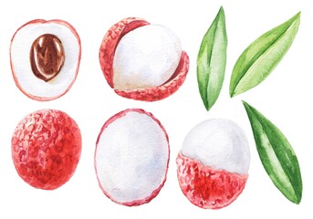 Chinese plum lychee fruit watercolour set 