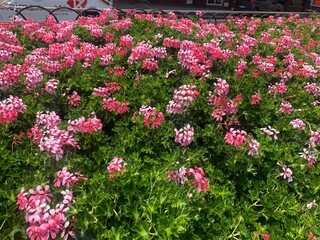 Pelargonium sp. flor de jard&iacute;n