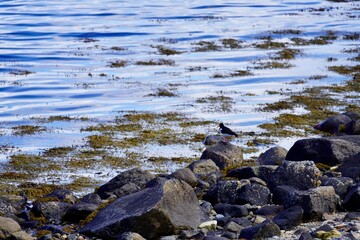 Obraz premium Eurasian oystercatcher on the shore near Torvikbukt in Batnfjorden, Norway.