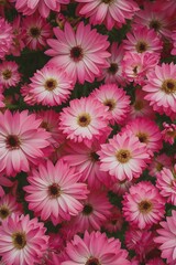 Beautiful pink flowers wallpaper, flowers wallpaper 