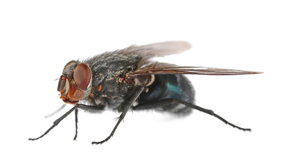 Blue bottle fly with orange-bearded or bottlebee, Calliphora vomitoria, isolated on white, side view