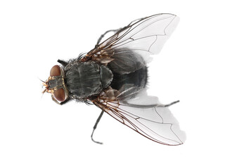 Blue bottle fly with orange-bearded  or bottlebee, Calliphora vomitoria, isolated on white, top view