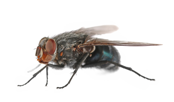 Blue bottle fly with orange-bearded or bottlebee, Calliphora vomitoria, isolated on white, side view