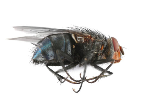 Blue bottle fly dead with orange-bearded or bottlebee, Calliphora vomitoria, isolated on white