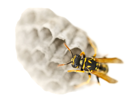 European wasp in nest, Polistes associus, isolated on white background, 