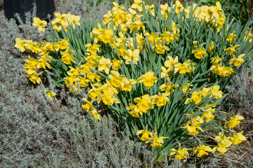 yellow daffodil flowers in the garden