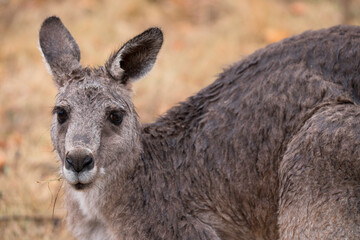 Front view of a kangaroo looking to the camera, in a field in the Grampians, Australia