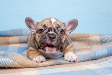 cute little french bulldog puppy on blue background, cute pet concept