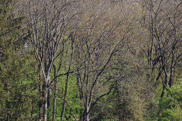 Tree branches in the forest